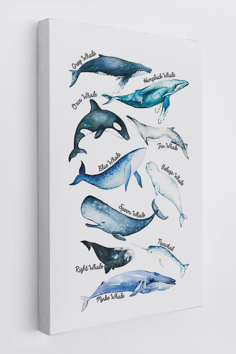 Sea Life Whale Educational Ocean Animal Chart Wall Art Canvas Farmhouse Whale Theme 11x14 Inch Prints Decor For Home Bedroom Liv