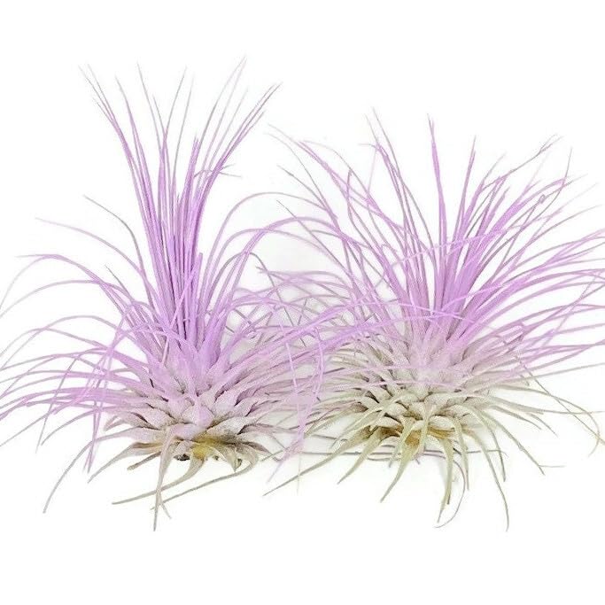 Thin Air Plant, Guatemala Tillandsia Live Airplant, Healthy Arrival Guaranteed, Great Indoor Plant, Home Decor & Gift (2 Lavende