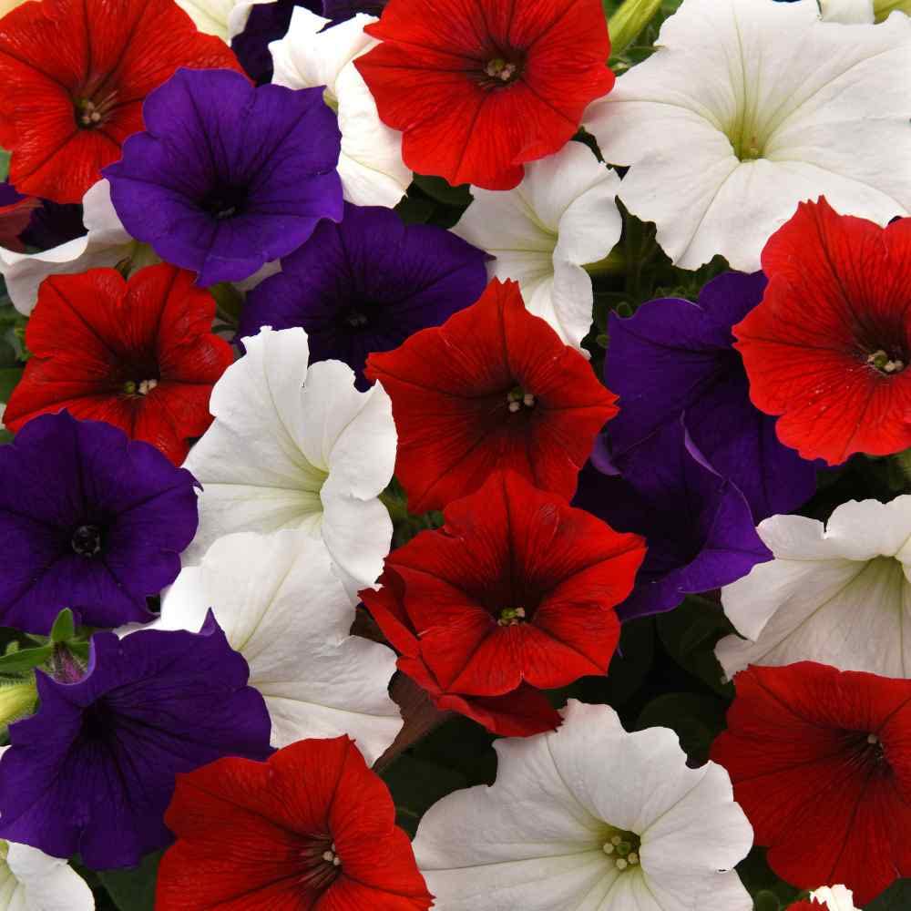 Outsidepride The Flag Easy Wave Petunia Garden Flower Mix For Hanging Baskets, Pots, Containers, Beds - 30 Seeds