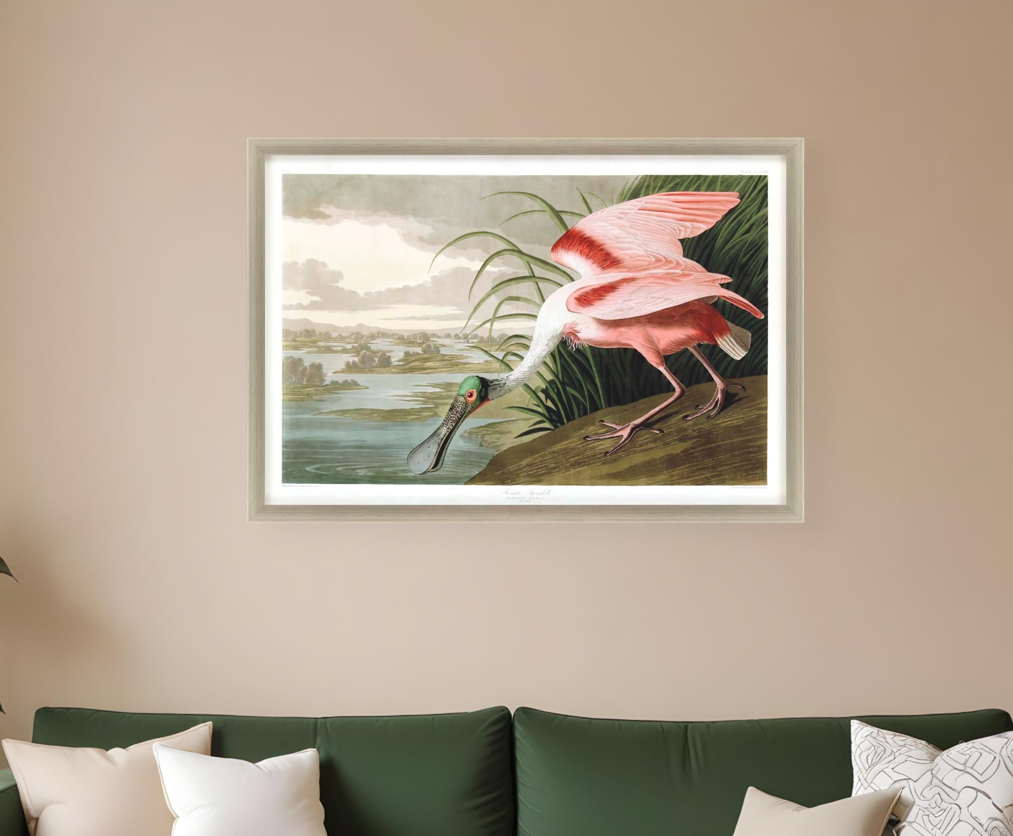 Roseate Spoonbill Silver Framed Print Wall Art