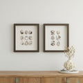 Set Of Two Shell Series S/2 Brown Framed Print Wall Art