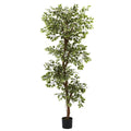 6 Inch  Variegated Ficus Tree