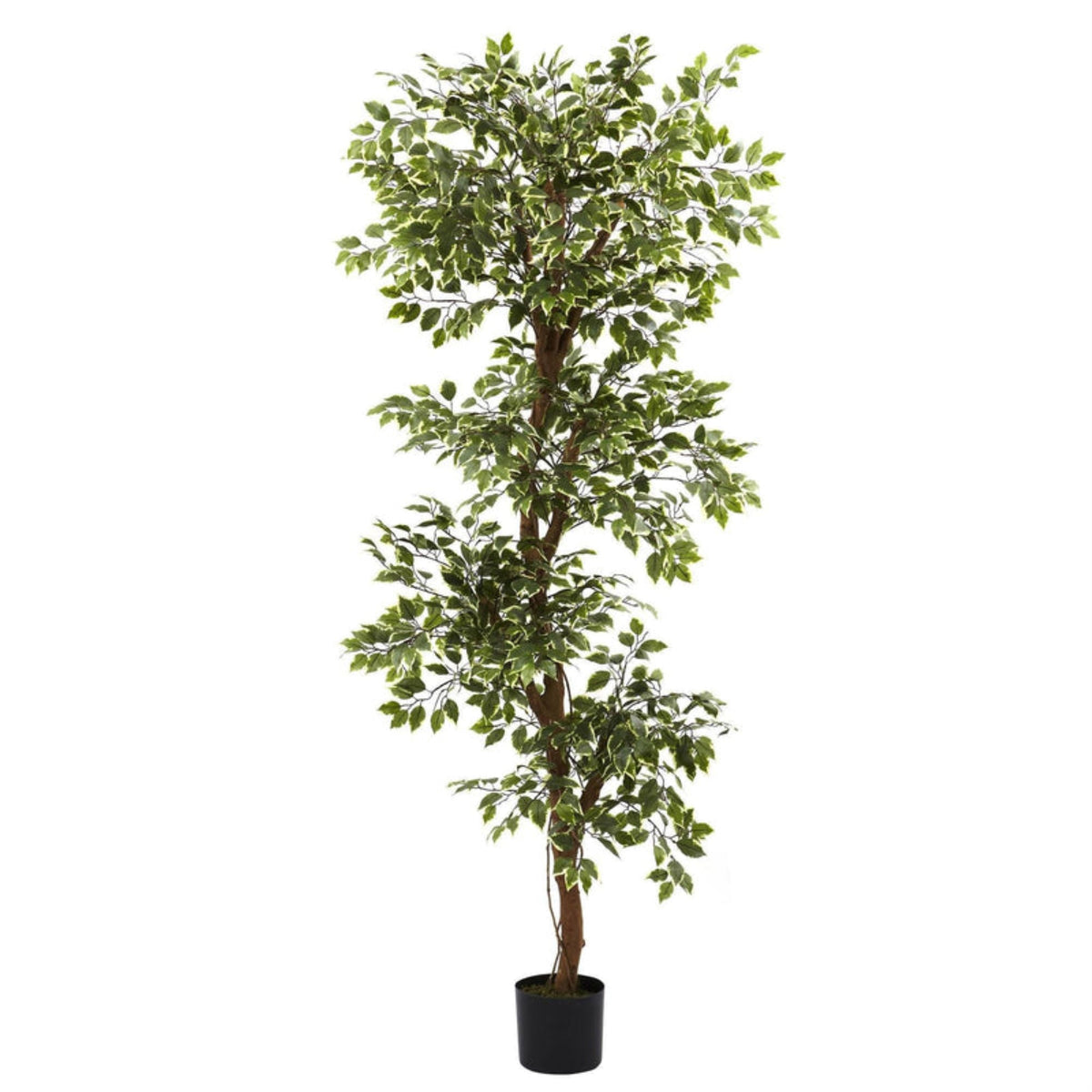 6 Inch  Variegated Ficus Tree