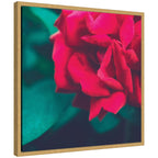 Sylvie Red Velvet Garden Rose Framed Canvas by Stephanie Klatt