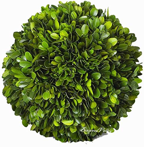 BOXWOOD VALLEY Boxwood Decorative Ball Preserved Real Boxwood Leaves Green Plants Home Decors for Christmas Thanksgiving Days Gi