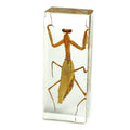 Realbug Praying Mantis Paperweight (1 5/8 X 4 3/8 X 1 1/8')