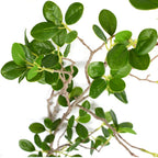 3Pcs Artificial Branches Plants Greenery Stems Faux Branches For Vase Plant Artificial Eucalytus Branches Fake Ficus Twig (45''/