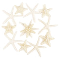 Jangostor 12 PCS Starfish 2-6 Inch Mixed Starfish Natural Seashells Starfish Star Fish Shells Decorations Perfect for Wedding De