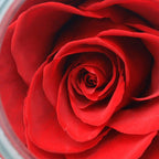 Roliys Preserved Real Roses With Colorful Mood Light Wishing Bottle, Eternal Rose,Never Withered Flowers, Table Decor,Christmas
