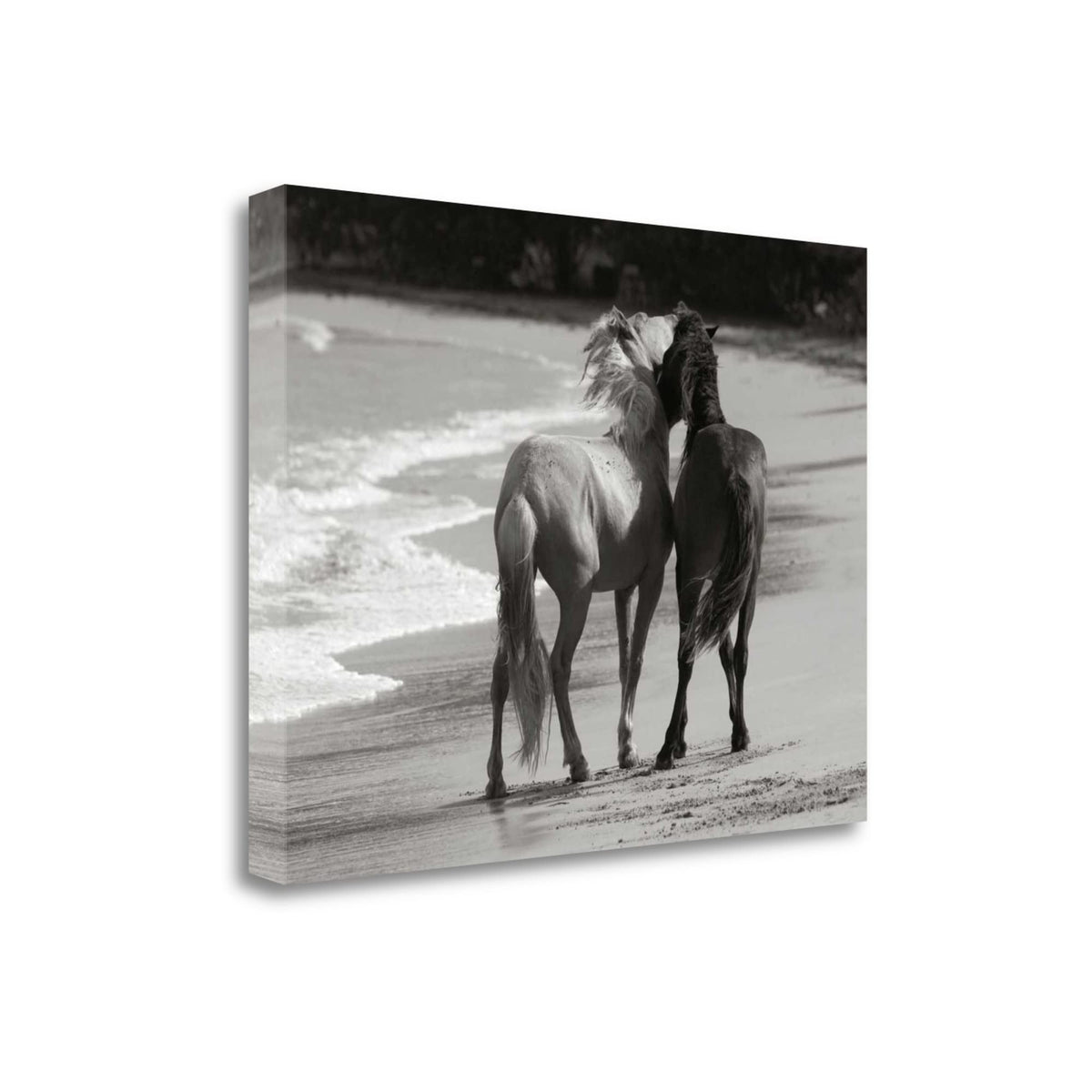 21' Black and White Two Cuddling Mustangs Giclee Wrap Canvas Wall Art