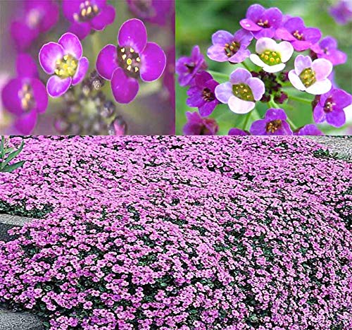 Big Pack - (60,000+) Alyssum Royal Carpet Seeds - Fragrant Lobularia Maritima - Attracts Honey Bees, Butterfly - Ground Cover Fo
