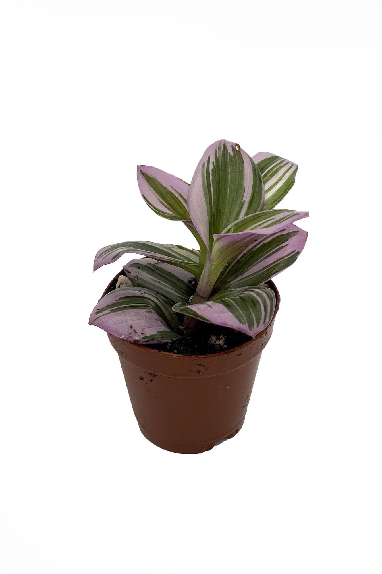 Rare Nanouk Pink Tradescantia - 2' Pot - Collector'S Series