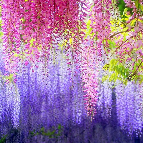 Dearhouse 12 Pack 1 Piece 3.6 Feet Artificial Fake Wisteria Vine Ratta Hanging Garland Silk Flowers String Home Party Wedding De