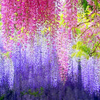 Dearhouse 12 Pack 1 Piece 3.6 Feet Artificial Fake Wisteria Vine Ratta Hanging Garland Silk Flowers String Home Party Wedding De