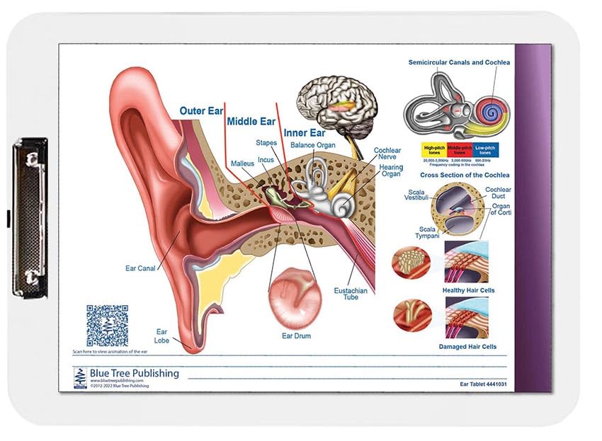 Ear Anatomy And Audiogram Clipboard Two Sided Chart And Dry Erasable