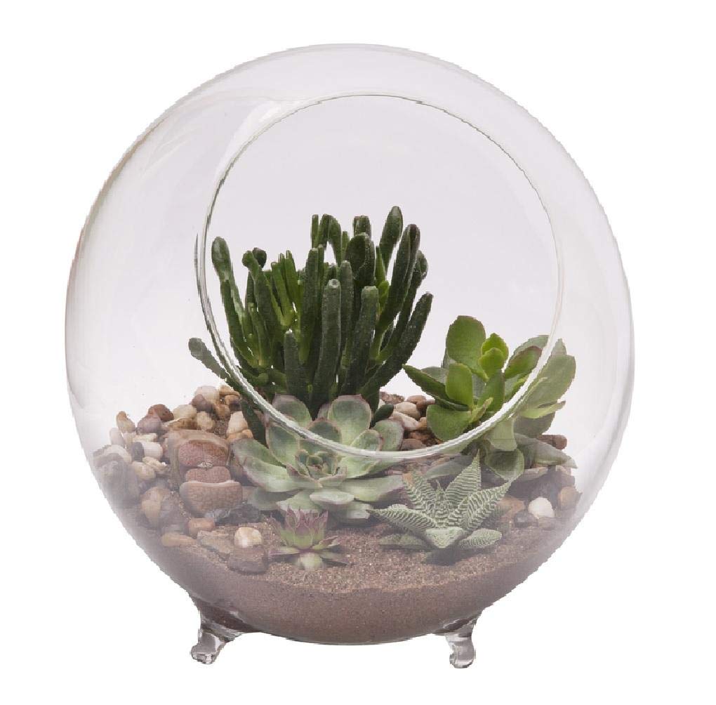 Panacea Terrarium W/Feet 10.25' D
