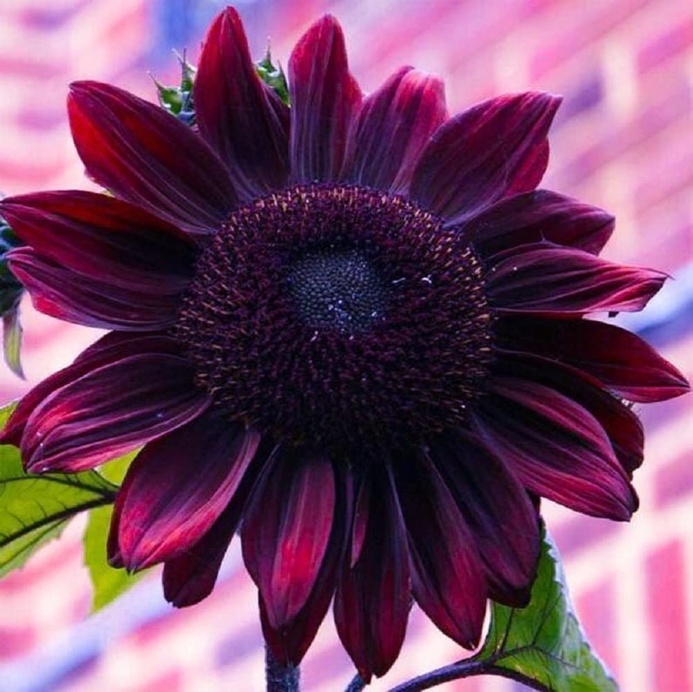 Chocolate Sunflower Seeds For Planting | 50 Pack Of Seeds | Grow Exotic Chocolate Cherry Sunflowers | Rare Garden Seeds For Plan