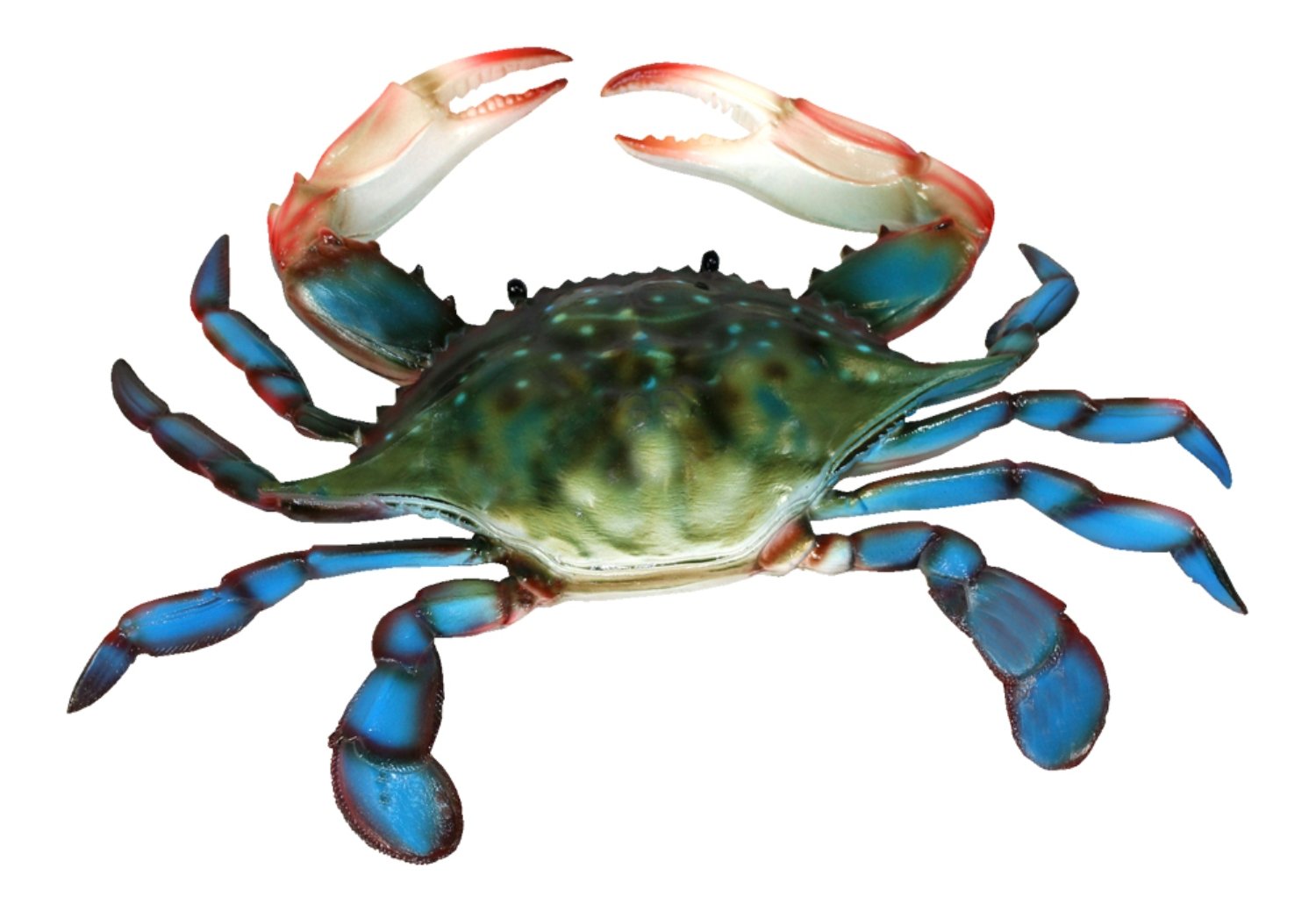 Charlotte International 6 inch Maryland Blue Crab Beach Tiki Bar Wall Decor