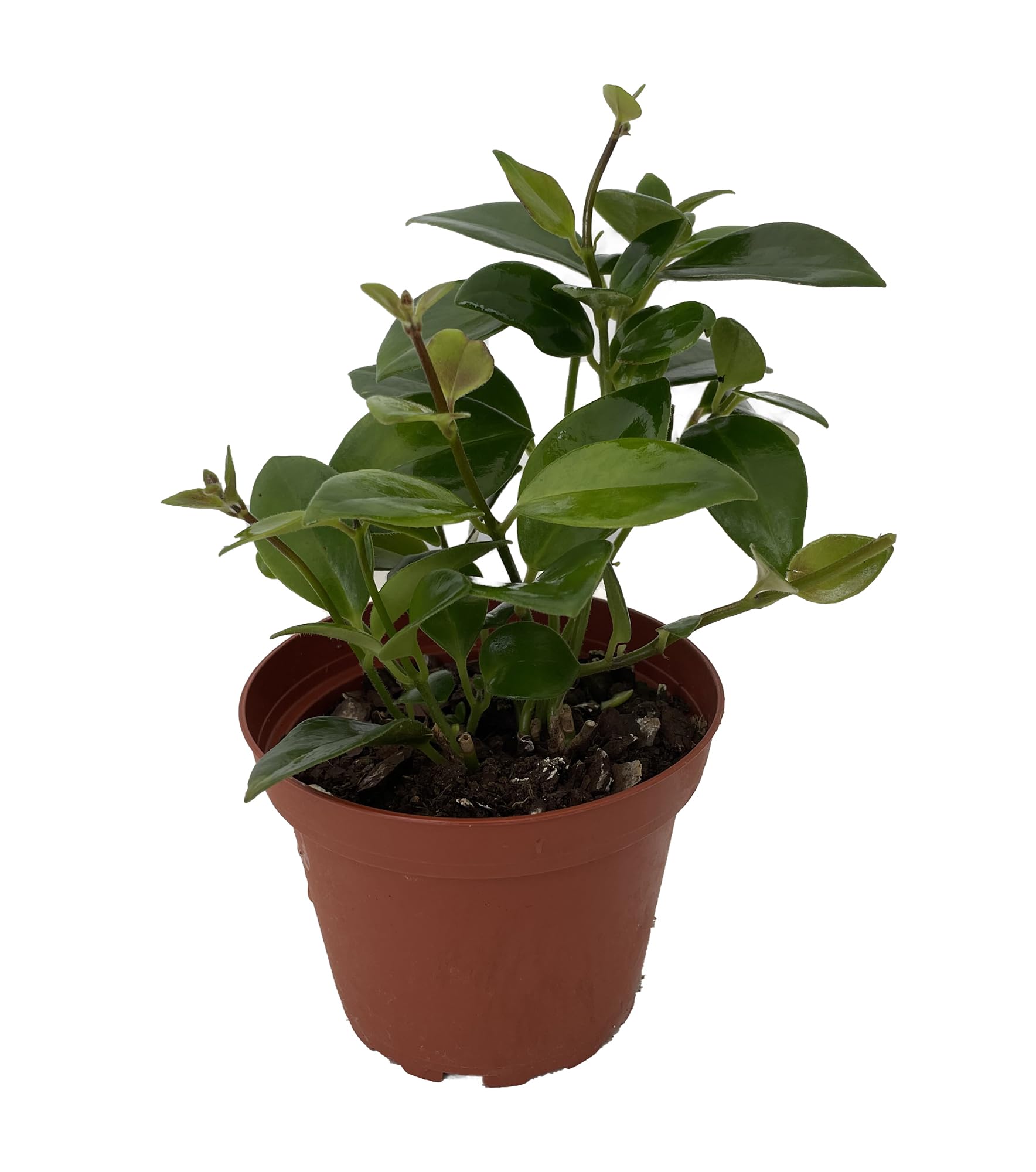 Mona Lisa Lipstick Plant 4' Pot - Aeschynanthus -