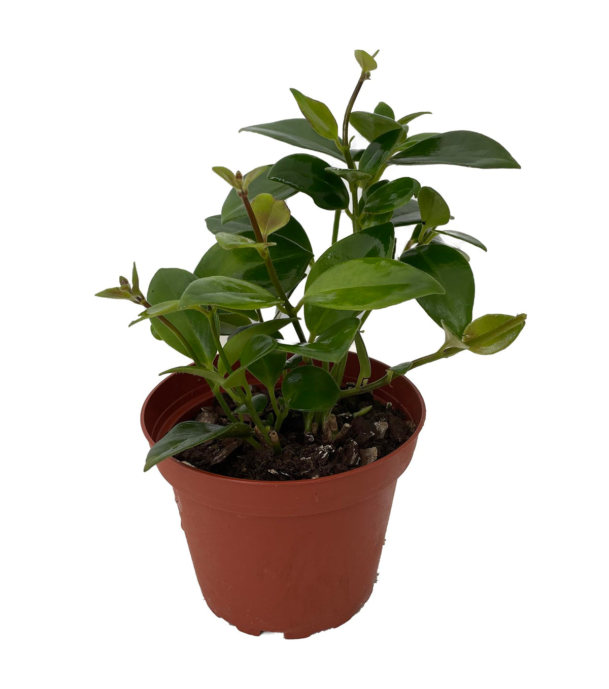 Mona Lisa Lipstick Plant 4' Pot - Aeschynanthus -
