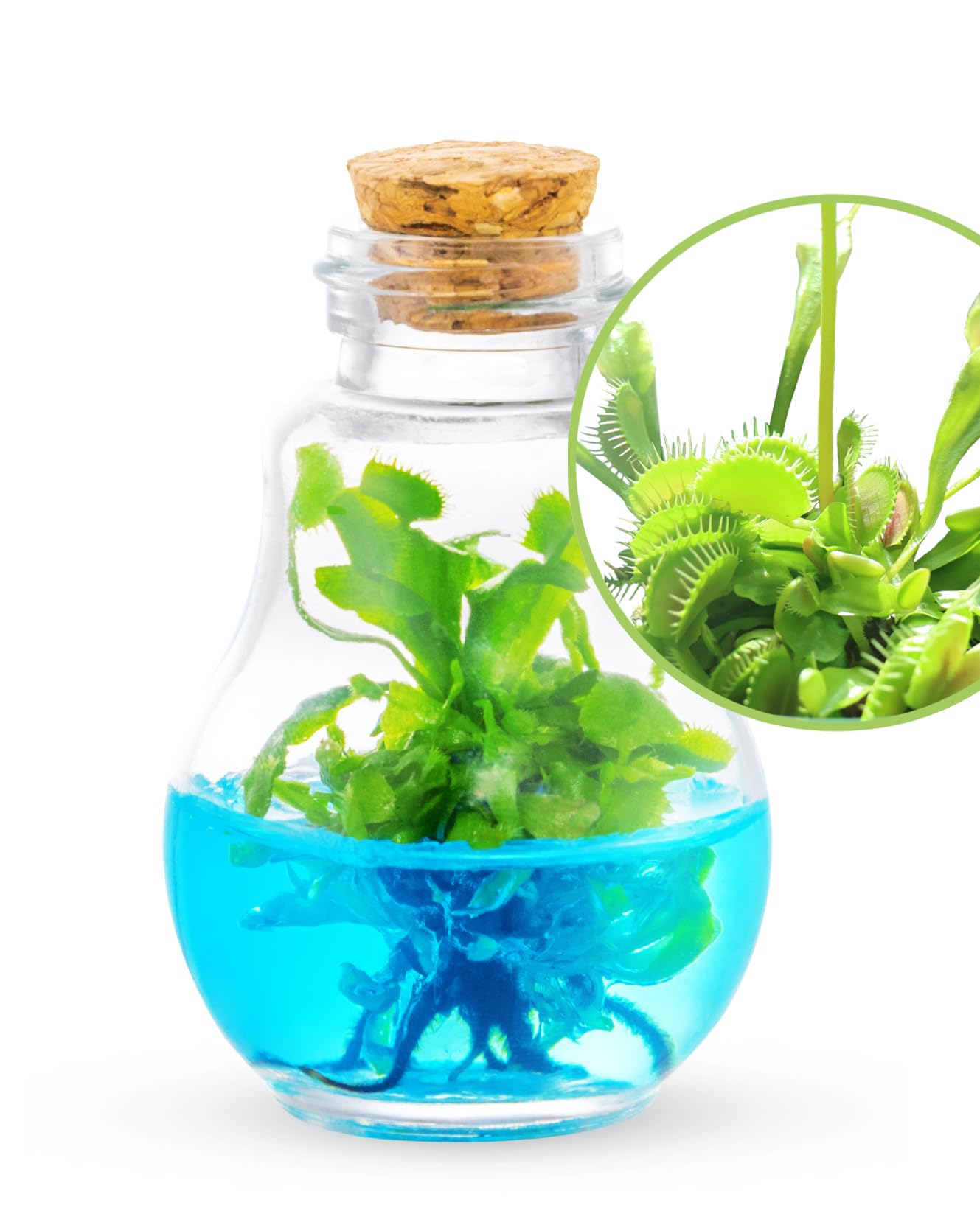Venus Fly Trap, Grow Your Own Venus Flytrap In A 100% Self Sustaining Glass Terrarium, Maintenance Free, Easy To Grow, Healthy G
