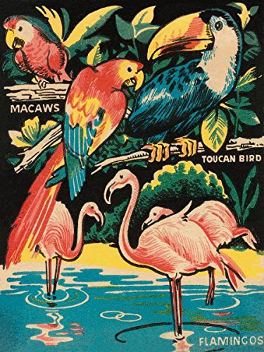Picture Peddler Tropical Hobbyland - Birds by Retro Travel Vintage Parrot Toucan Print Poster 18x24