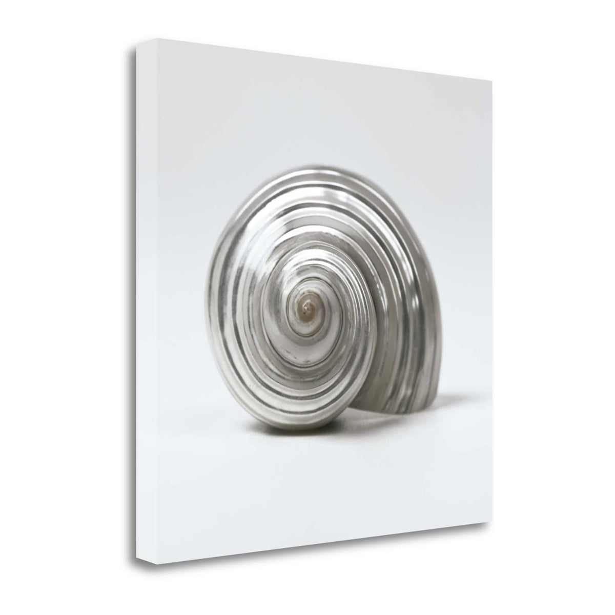 19' Contemporary Metallic Silver Seashell Print on Gallery Wrap Canvas Wall Art