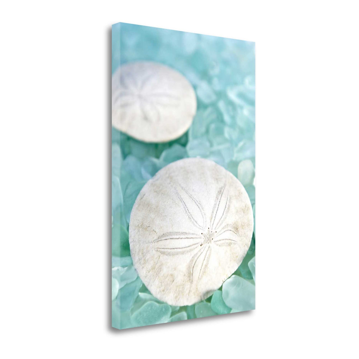 9' Two White Sandollars and Seaglass Giclee Wrap Canvas Wall Art