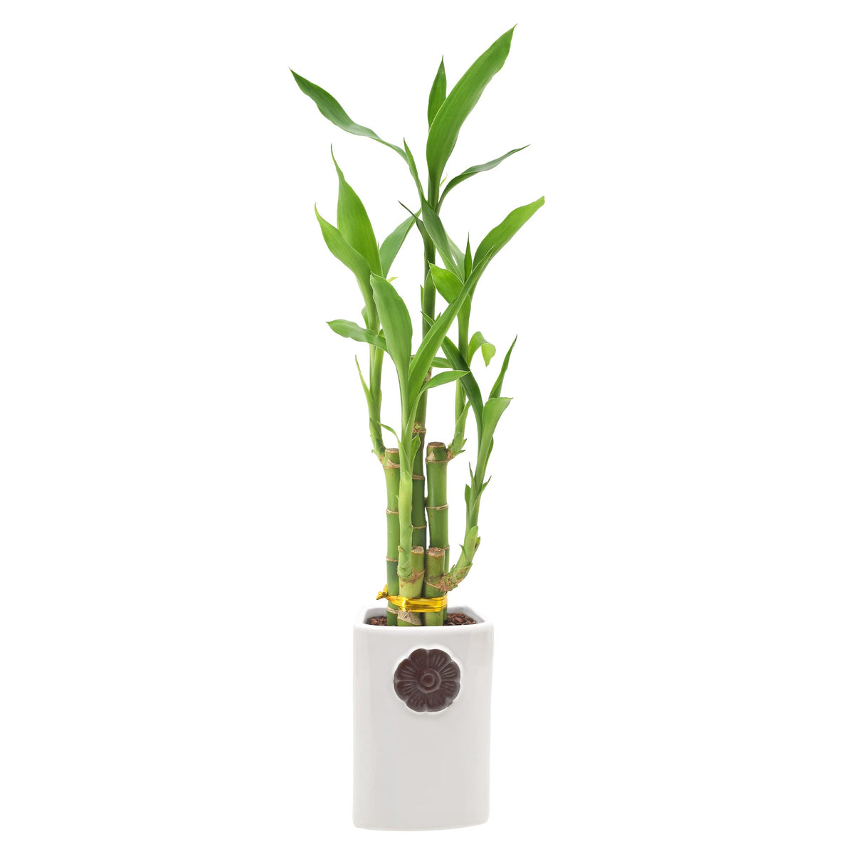 5-Stem Lucky Bamboo, Live Indoor Plant In Contour Ii Ceramic Planter For Home, Work, Or Gift, White ***Cannot Ship To Hawaii***