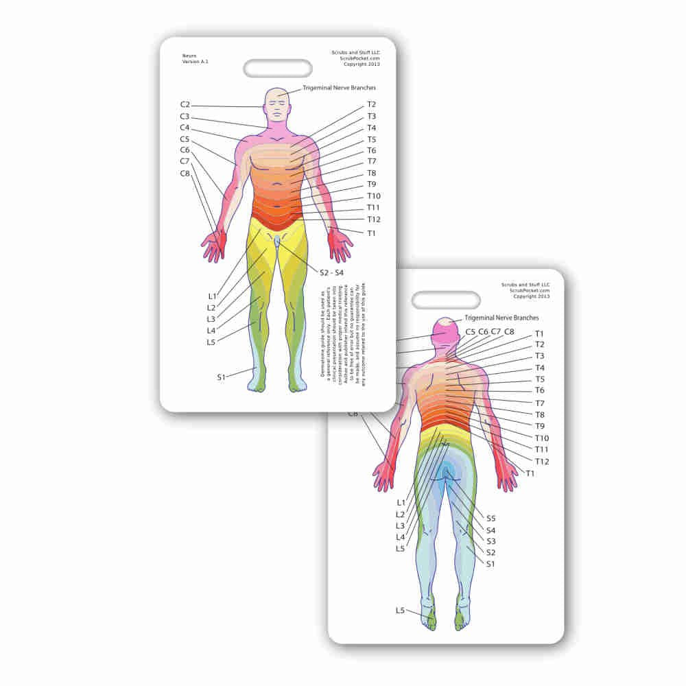 Neuro Dermatome Diagram Vertical Badge Id Card Pocket Reference Guide Neurology (1 Card)