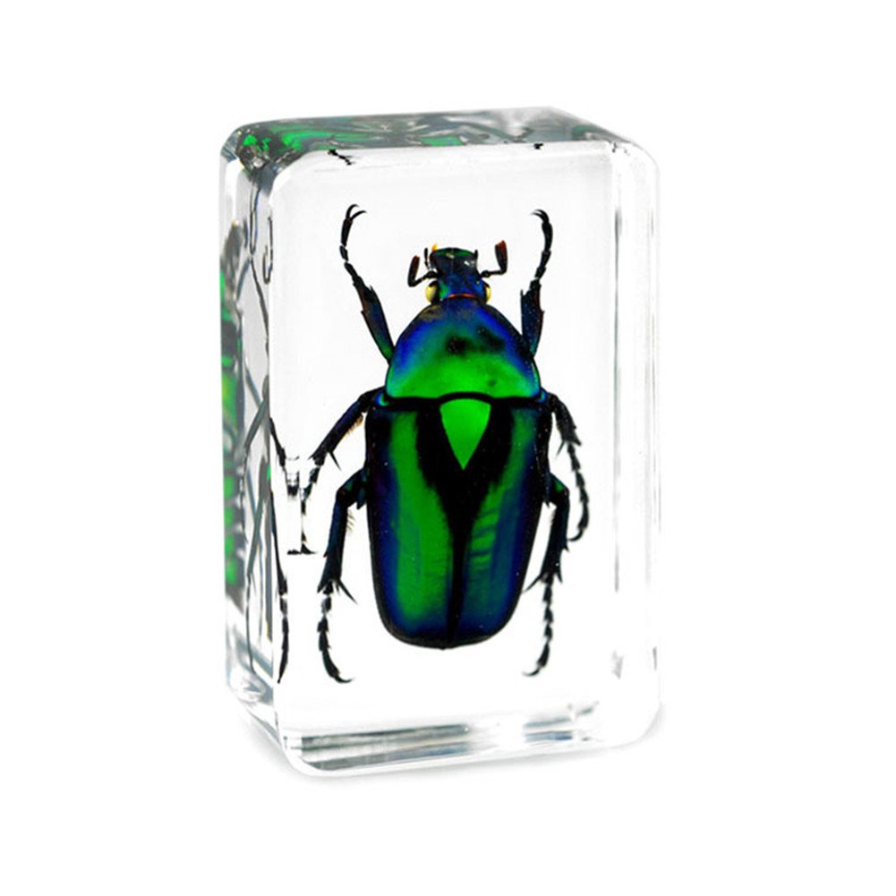 Qtmy Insect In Resin Specimen Collection Paperweight For Office Desk,Christmas For Men Women Biology Science Teacher Education (