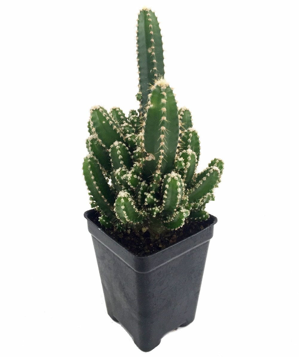 Fairy Castle Cactus - Cereus - Houseplant/Terrarium/Fairy Garden - 2' Pot