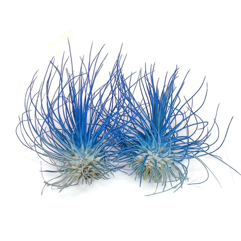 Thin Air Plant, Guatemala Tillandsia Live Airplant, Healthy Arrival Guaranteed, Great Indoor Plant, Home Decor & Gift (2 Blue)