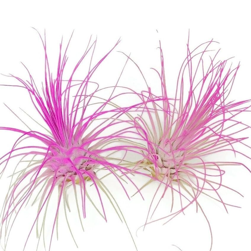 Thin Air Plant, Guatemala Tillandsia Live Airplant, Healthy Arrival Guaranteed, Great Indoor Plant, Home Decor & Gift (2 Pink)
