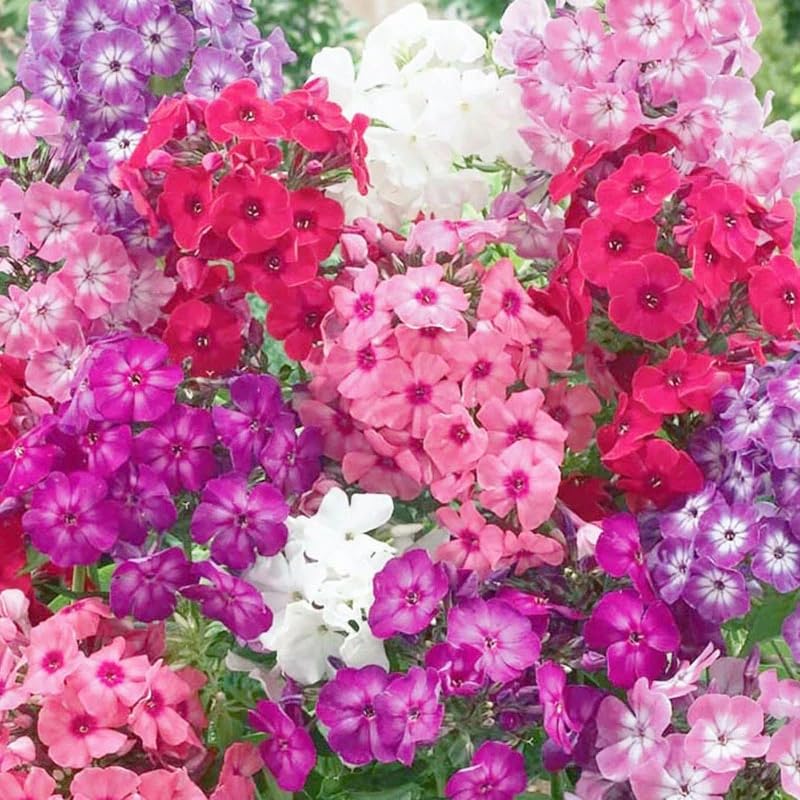 Mixed Phlox Seeds For Planting - Phlox Seeds Creeping Perennial Ground Cover Plants- Annual Flower Seeds For Home Garden - 1500
