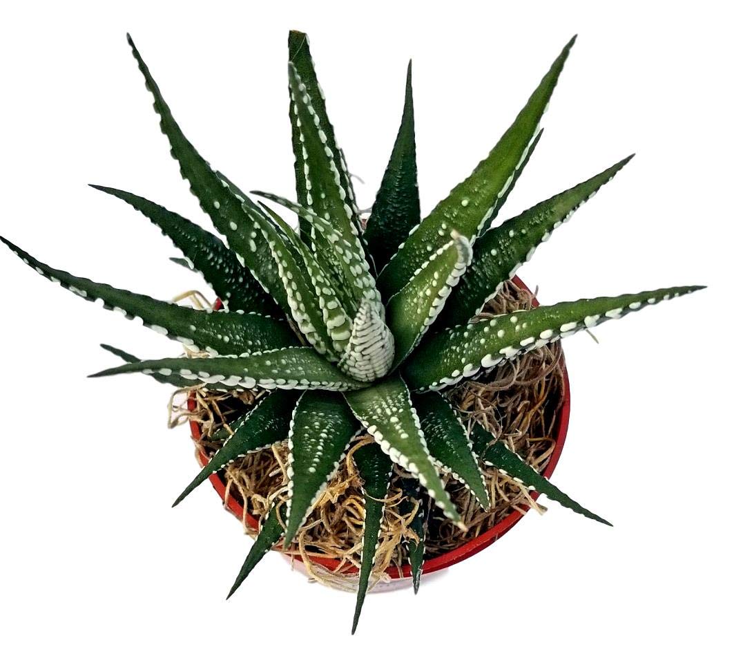 Haworthia Fasciata 'Superwhite', Live Succulent Fully Rooted In 4' Pots With Soil Mix, Rare House Plant For Home Office Indoor