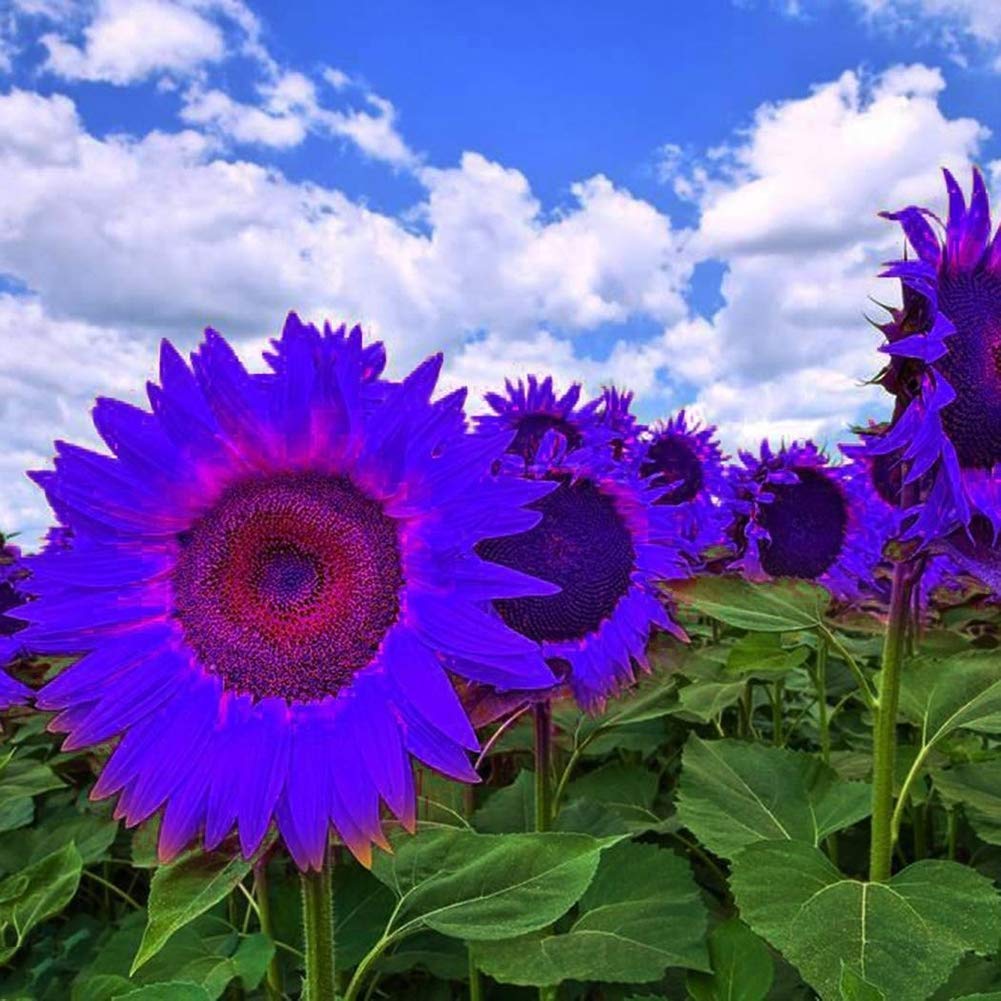 Gmnp0Di% Sunflower Seeds To Plant Purple Sunflower Seeds Ornamental Plant Home Garden Yard Farm Office Decor Non-Gmo Seeds Purpl