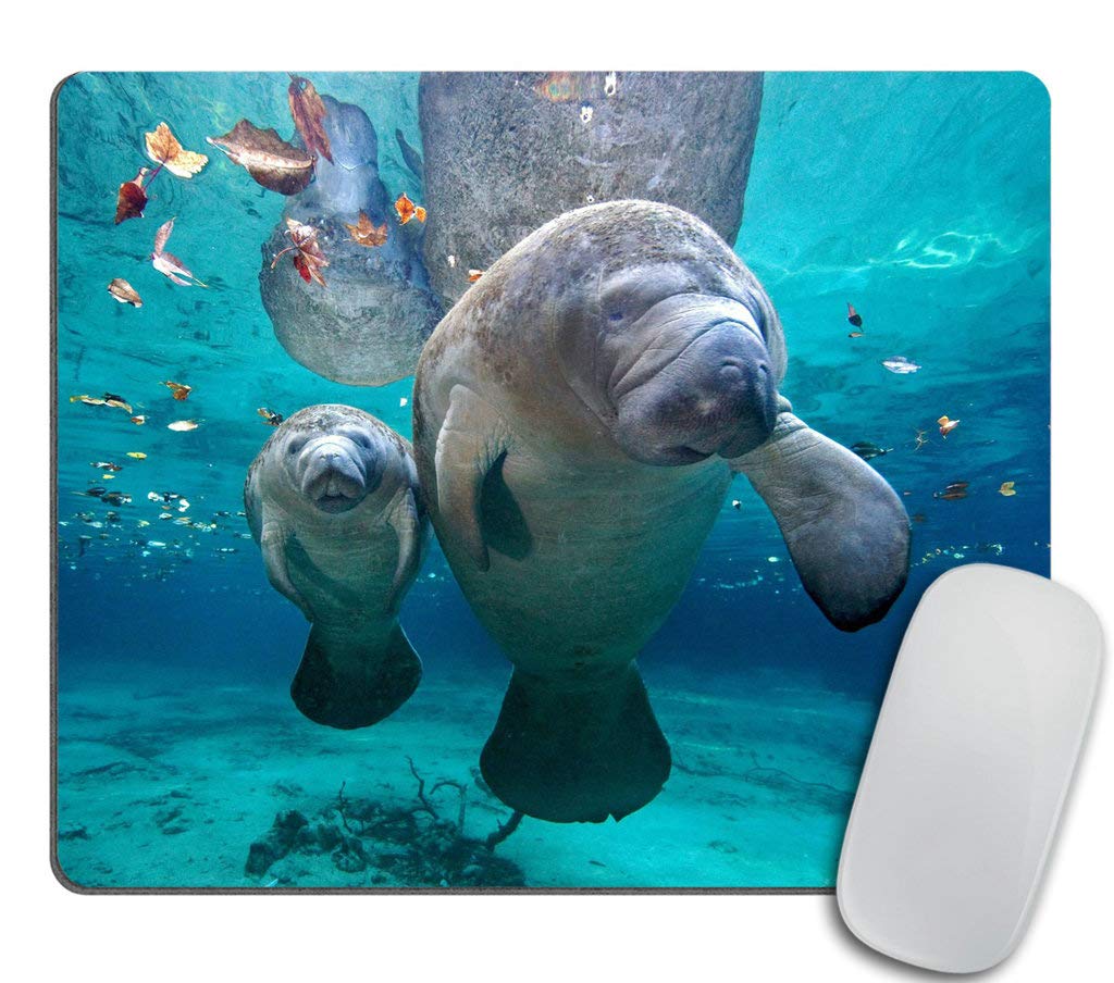 Gaming Mouse Pad Custom, Florida Manatee Mother And Baby Rectangle Non-Slip Rubber Mousepad 9.5 X 7.9 Inch (240Mmx200Mmx3Mm)