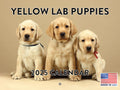 Yellow Lab Puppy Calendar 2025 Monthly Wall Calender 12 Month | American Made In The Usa
