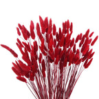 CISDUEO 120pcs Dried Bunny Tails Flowers Red Lagurus Ovatus Tail Dried Flowers Pampas Grass Natural Dried Floral Arrangement for