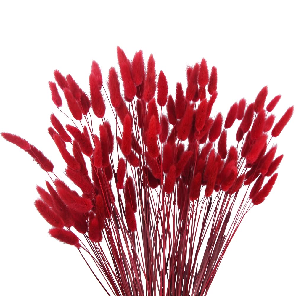 CISDUEO 120pcs Dried Bunny Tails Flowers Red Lagurus Ovatus Tail Dried Flowers Pampas Grass Natural Dried Floral Arrangement for