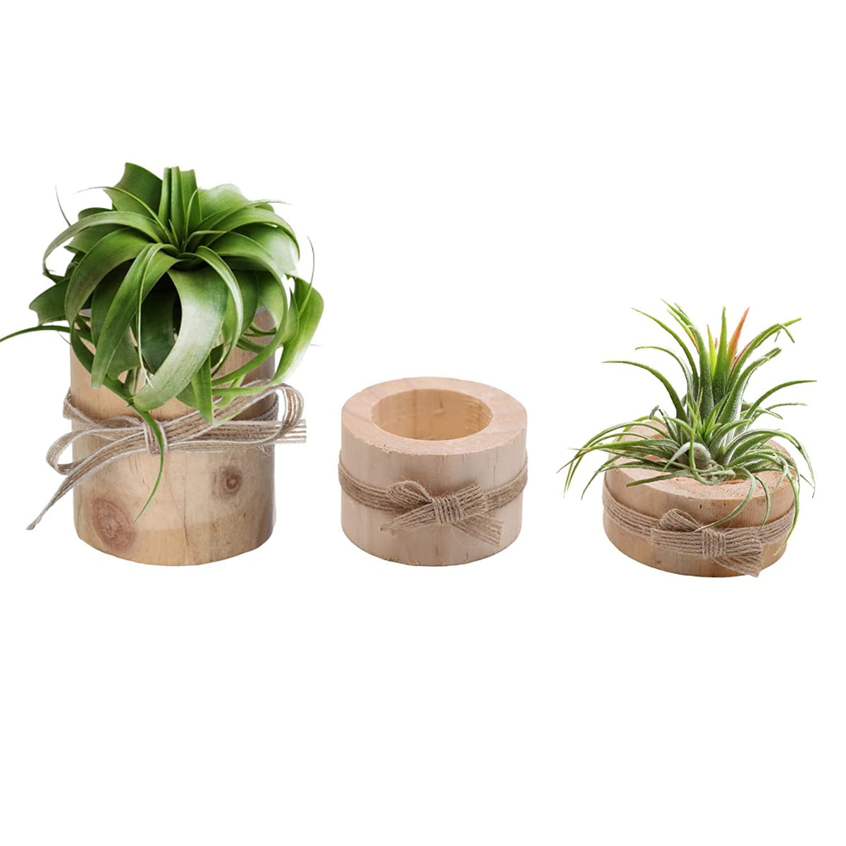 Nwsrayu Wooden Air Plant Holder Pack Of 3 Wooden Air Plants Holders Air Plants Terrarium Tillandsia Streptophylla Xerographica H