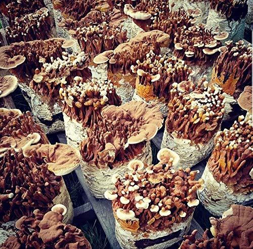 100 Grams/4 Oz Of Red Reishi Mushroom Spawn Mycelium To Grow Gourmet And Medicinal Mushrooms At Home Or Commercially - Use To Gr