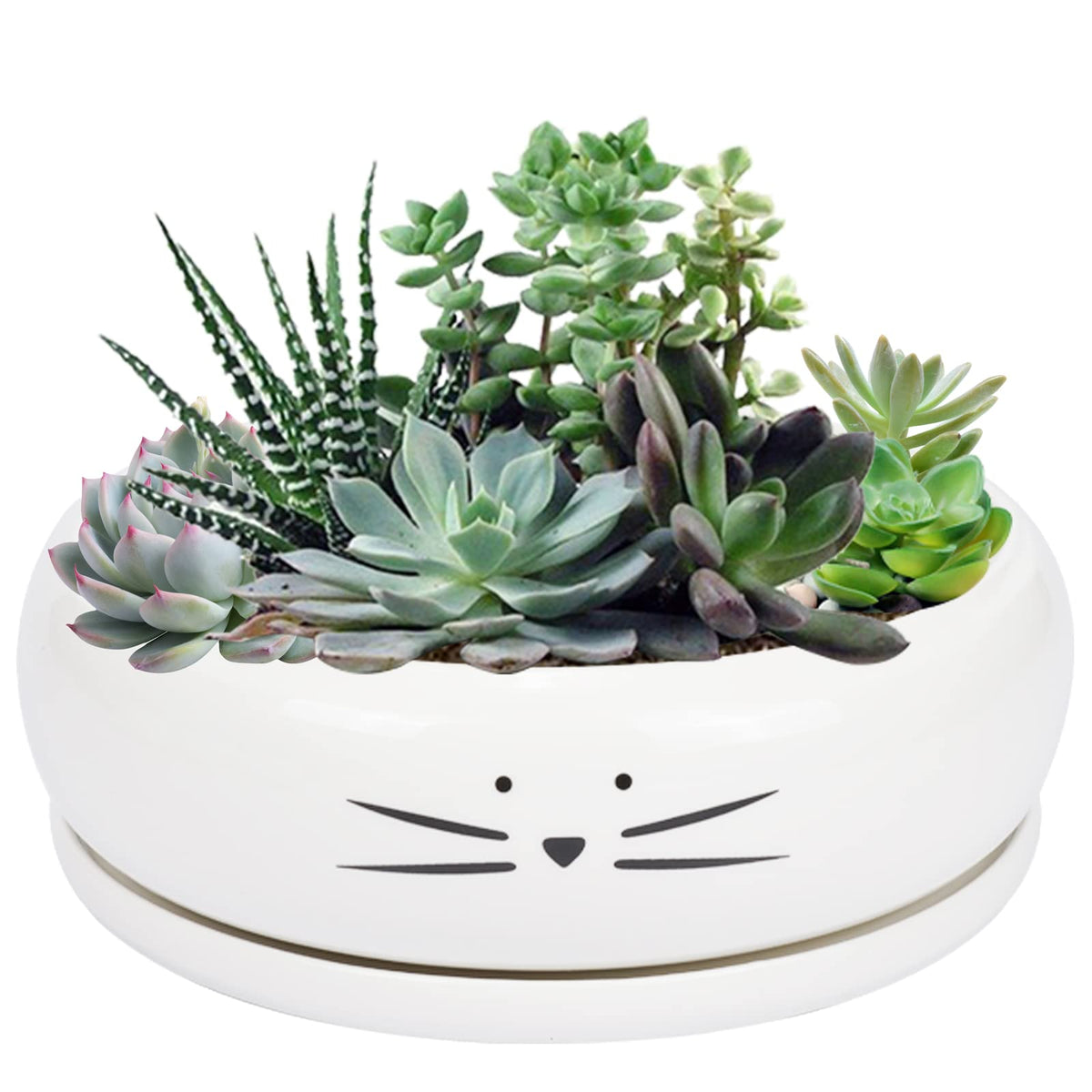 Koolkatkoo 8 Inch Large Cute Cat Ceramic Succulent Planter Pots With Removable Saucer Unique Porcelain Cactus Planters Decorativ