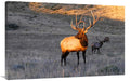 Global Gallery Elk at First Light-Canvas Art-44 x28.6 
