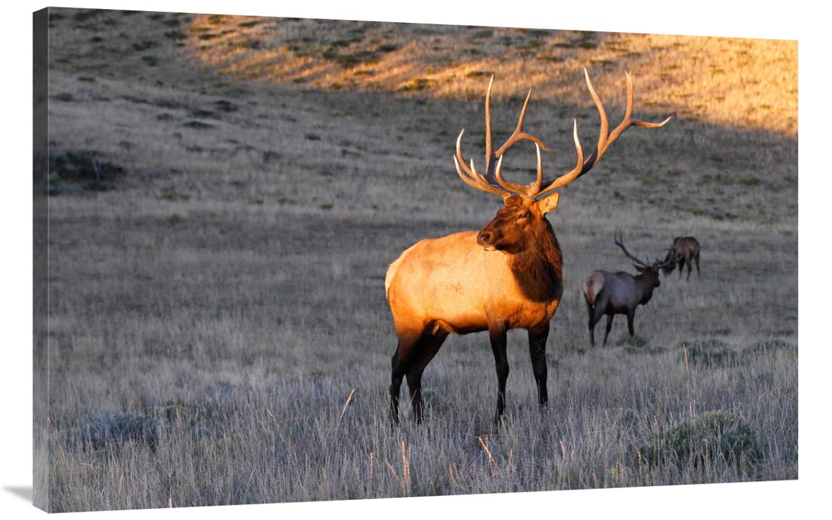 Global Gallery Elk at First Light-Canvas Art-44 x28.6 