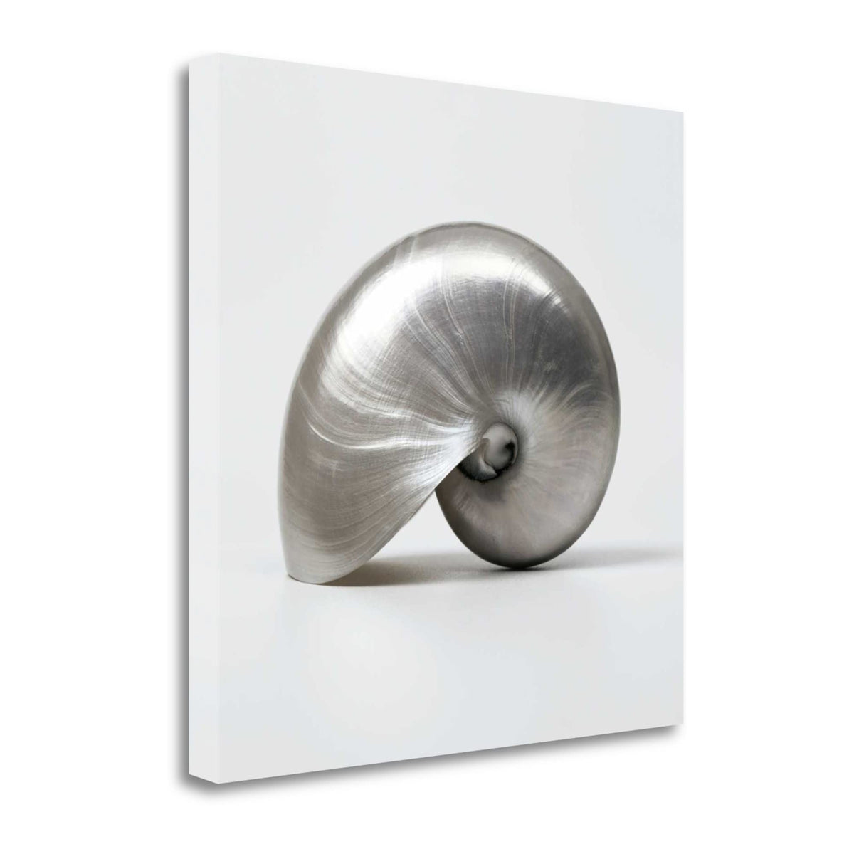 22' Contemporary Metallic Seashell Print on Gallery Wrap Canvas Wall Art