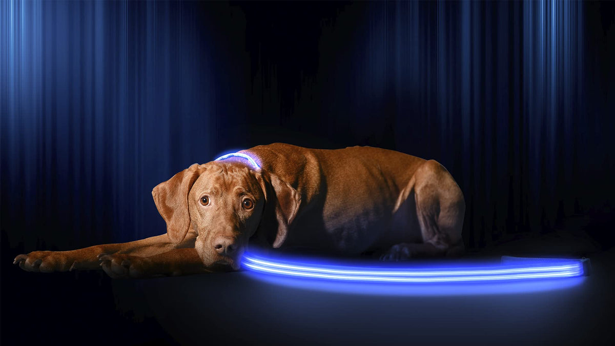Illumiseen Led Light Up Dog Leash  Ultra High Visibility Up To 350 Yards  3 Lighting Modes  Usb Rechargeable, No Batteries Neede