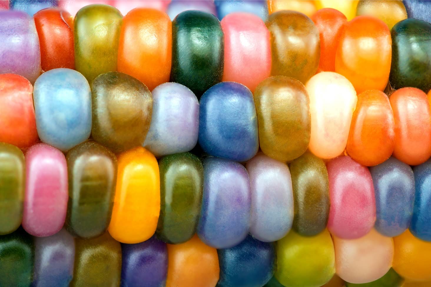 Glass Gem Indian Corn Seeds For Planting - 25+ Seeds - Vibrant Translucent Kernels - Grown In Iowa - A Must Have!