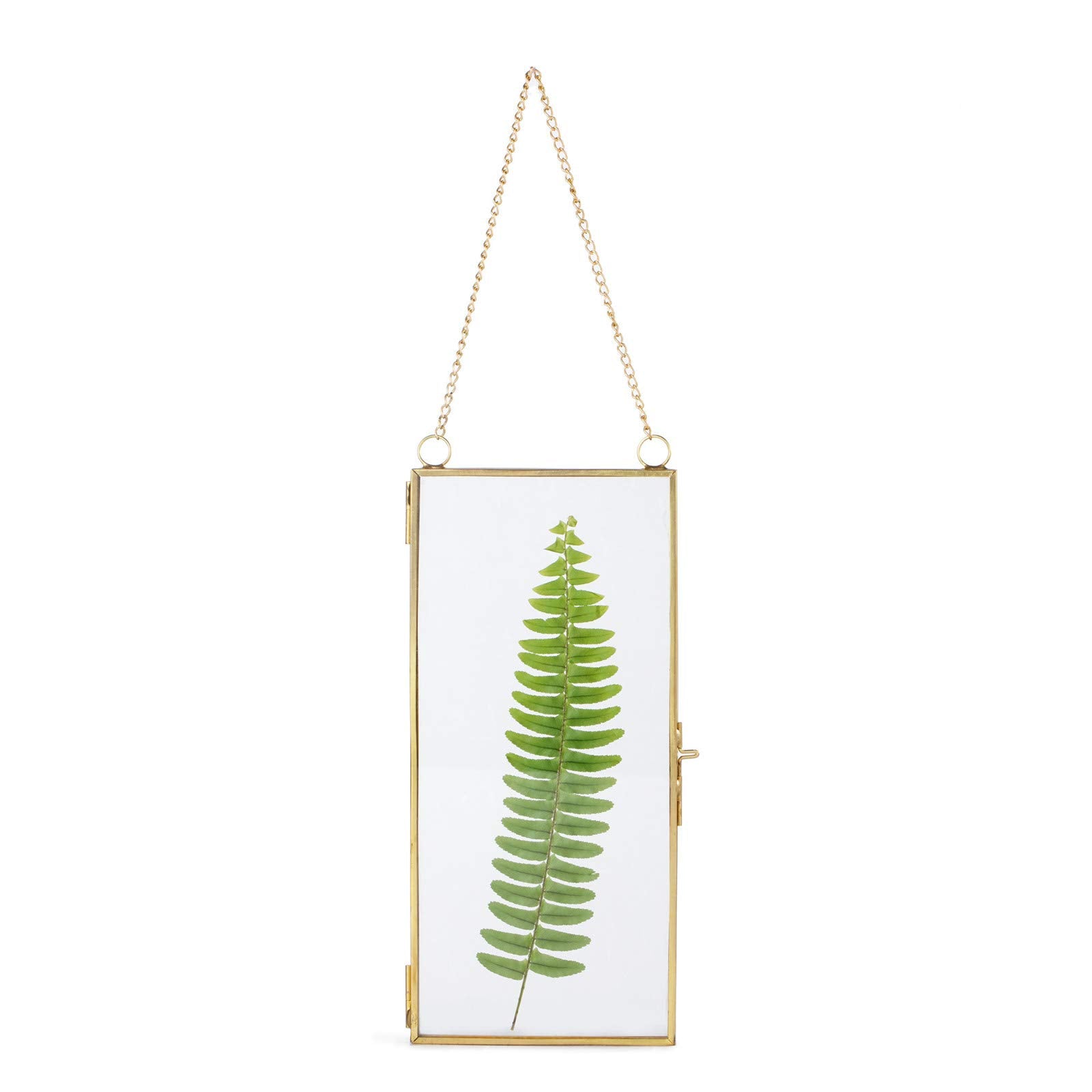 NCYP Small 4.1 x 9 Clear Glass Display Frame for Picture, Certificate, Photo, Card, Pressed Dried Flower - Wall Hanging Plant Sp